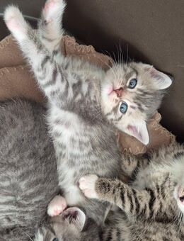 BKH Mix Kitten Katzen Geimpft - Hattingen