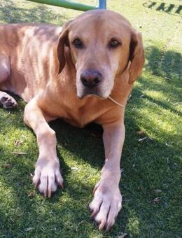 Kike sucht ein liebevolles Plätzchen - Laatzen