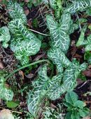 Aronsstab Pflanzen und Ableger in 42855