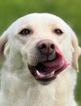 PAMUK wurde im Stich gelassen - Gefrees