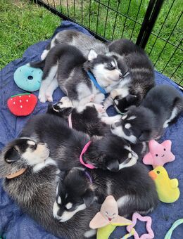 Husky Mix Welpen - Vechta