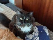3 Wunderschöne Perser Kitten suchen ihr Personal - Niddatal
