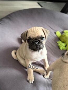 altdeutsche Mopswelpen - Rudelzhausen