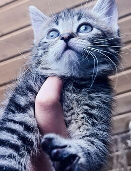 Maine Coon Katzenbabys mix - Wächtersbach