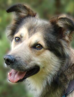 Jovi - Collie-Mix - 3 Jahre - Tierhilfe Franken e.V. - Lauf (Pegnitz) Zentrum