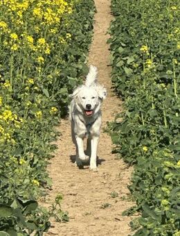 Strolch PLZ 47669 - Dreikirchen