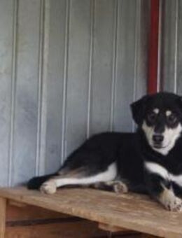 Simba möchte endlich gesehen werden - München