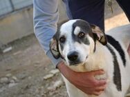 Anouk sucht ihr Körbchen - Neuss