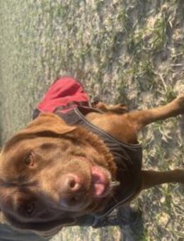 tolle Labrador Hündin Luna Showlinie - Essen