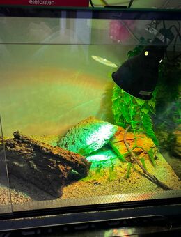 Terrarium mit Zubehör und Bartagame - Blankenhain Zentrum