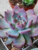 Sukkulente: Echeveria Colorata f. brandtii in 53840