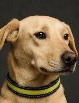 WENDY 2 wurde auf der Strasse gefunden - Gefrees