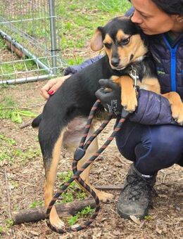 Clevere freundliche TIPI wartet auf ♥️ - München