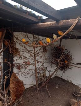 14 Kanarienvögel abzugeben - Bad Liebenwerda