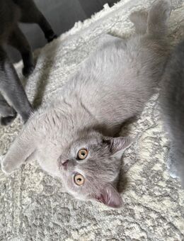 Kartäuser BKH kitten - Abgabebereit - Hamburg