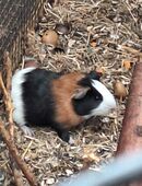 Meerschweinchen aus Außenhaltung in 33758