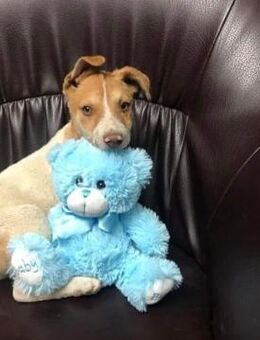 Arko - unser Sonnenschein sucht dich! - Paderborn