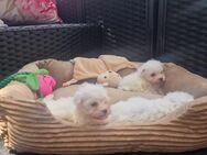 Maltipoo Edelmix - Wiesbaden