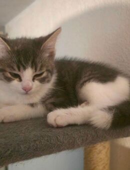 BKH Mix Kitten - Augsburg