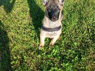 Malinois Welpe Rüde - Sipplingen