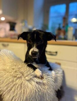 Pheo schwarzer Welpe mit weißer Seele - Neuberg