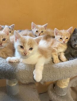 Sibirische Kitten Mix, abzugeben - Berg (Regierungsbezirk Oberfranken)