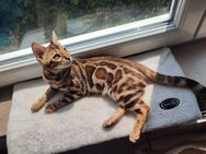 Zauberhafte Bengalkitten mit Stammbaum - Brown Rosetted - abzugeben - Mosbach