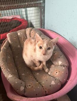 Trixie aus dem Tierschutz Kreta - Grevenbroich