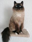 DECKKATER HEILIGE BIRMA in 73312