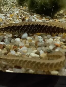 Gürtelstachelaal - Hohenroth