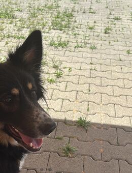 Frieda Schäferhündin Mix - Staufenberg Zentrum