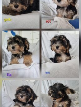 Yorkshire Terrier/Yorkshire Terrier Malteser Mischling Welpen - Berg (Neumarkt)