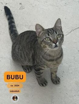 BUBU, m., kastr., EHK, geb. 2024 (FeLV+) - Sipplingen