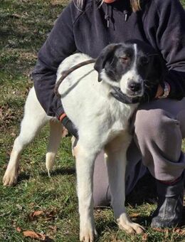 Sehr soziale STELLA ist ♥️ auf 4 Pfoten - München