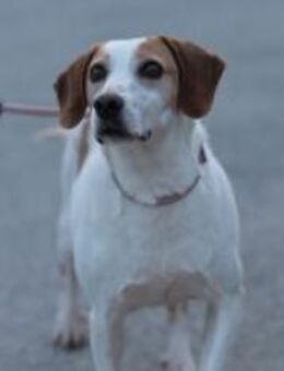 Fröhlicher Enzo - Ellerbek