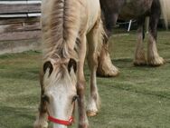 Irish Cob ICC Silverdapple - Calden