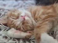Maine Coon Katerchen sucht - Hamm