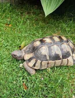 Breitrandschildkröte Testudo marginata Männlich - Ahlen