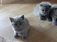 Bkh Kitten grau/Lilac - Elsenfeld