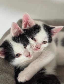 BKH KITTEN - Thaleischweiler-Fröschen