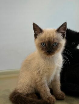 🐾 Liebevoll aufgezogene Kitten suchen ein schönes Zuhause 🐾 - Nürtingen