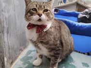 Charaktervoller Kater Tristan - Karlsruhe