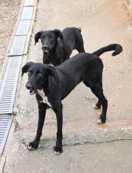 Isidora möchte dein Herz + Sofa erobern - Schwabach