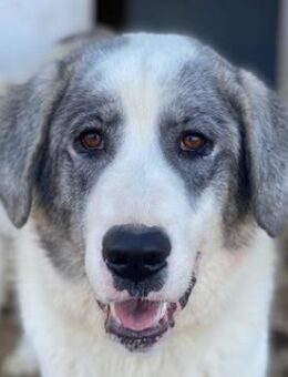 Ryat, geb. ca. 12/2023, GRIECHENLAND - Markdorf