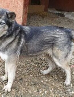 Huskymix Aria - Jestetten