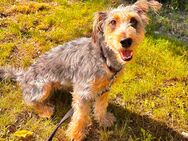 Rocky sucht ein neues Hause - Nürnberg
