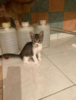 💖Mutige Babykatze Lilly💖 - Eislingen (Fils)
