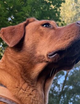 Suche: Gelegentliche Hundesitter:in, Hundesitting, Hundebetreuung - Dorfen