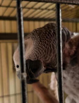 Kongo-Graupapageien Geschwister - Gnoien Zentrum