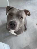 American stafford Terrier in 64579